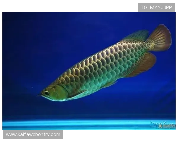 K8扑鱼登陆最新攻略详解助你轻松掌握捕鱼技巧实现高分收益